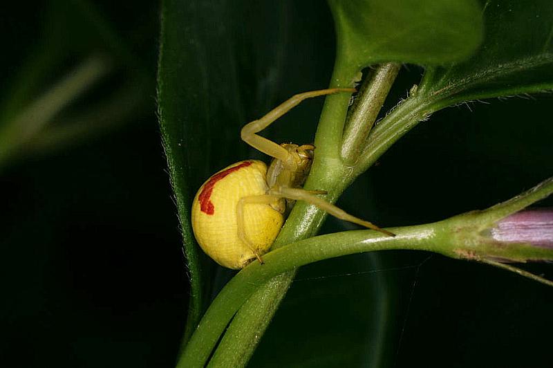 Misumena_vatia_D5024_Z_90_Les Gris_Frankrijk.jpg